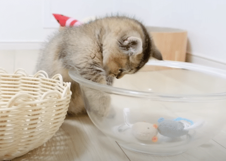 もどかしい！ おもちゃを運び出そうと奮闘する子猫。