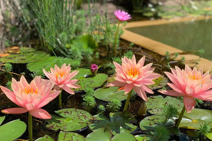 プールに咲く睡蓮