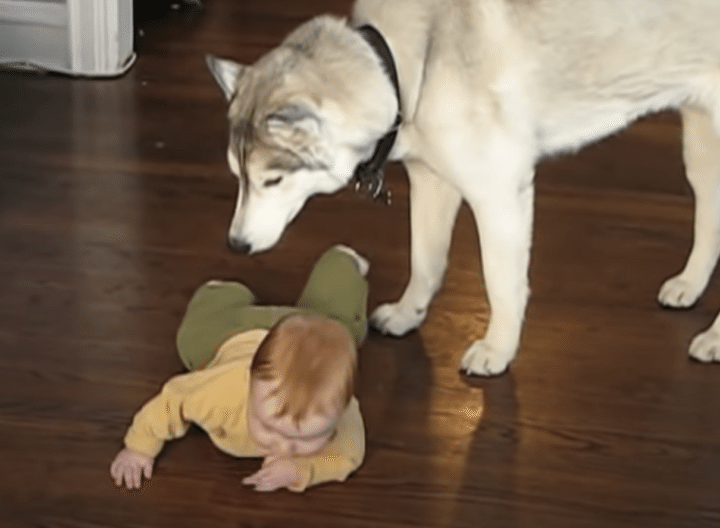 そっちはダメ、おもちゃがあるから！ 赤ちゃんのハイハイを阻止したい犬。