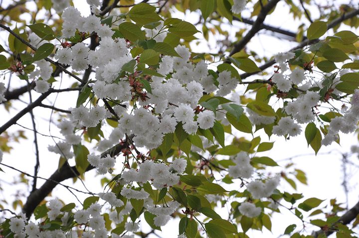 多の白菊桜