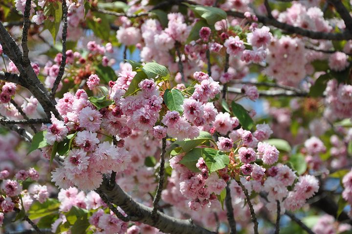 梅護寺数珠掛桜