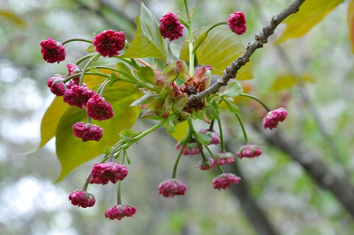 梅護寺数珠掛桜のつぼみ