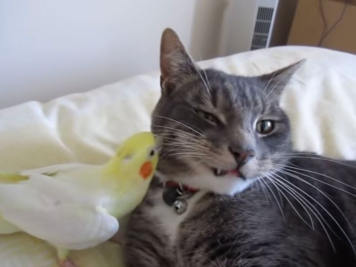 猫と積極的にコミュニケーションを取るオカメインコ