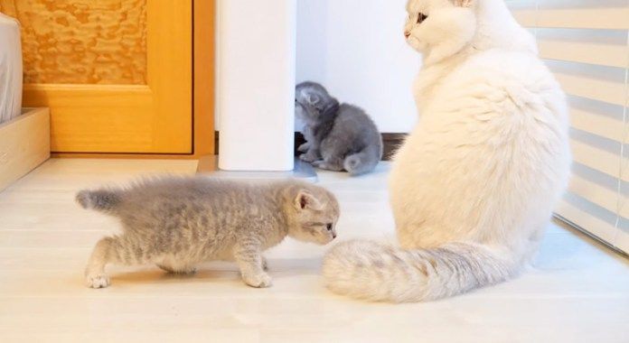 父猫と遊びたい子猫