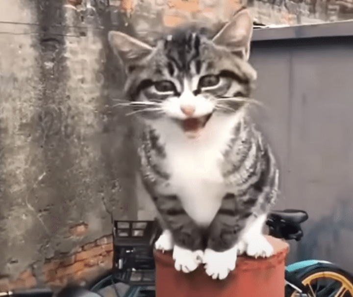 ご飯くださいにゃ！ 必死にお願いする子猫。