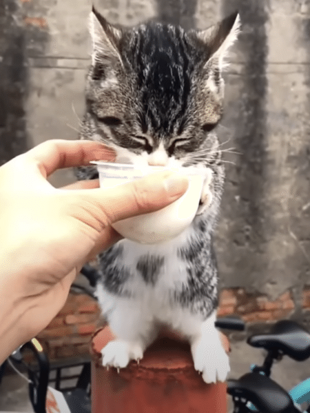 ご飯くださいにゃ！ 必死にお願いする子猫。