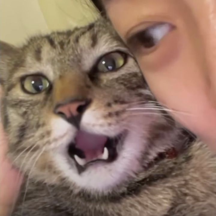 音程も長さも息も声色も、ピッタリそろえてハモる猫