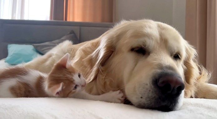 犬と一緒に過ごす子猫