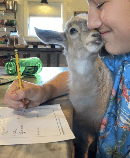 飼い主さんにベタ慣れな子ヤギさん。 宿題よりも、遊んで？