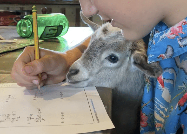 飼い主さんにベタ慣れな子ヤギさん。 宿題よりも、遊んで？