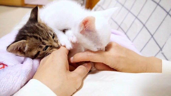 膝の上で戦う子猫達