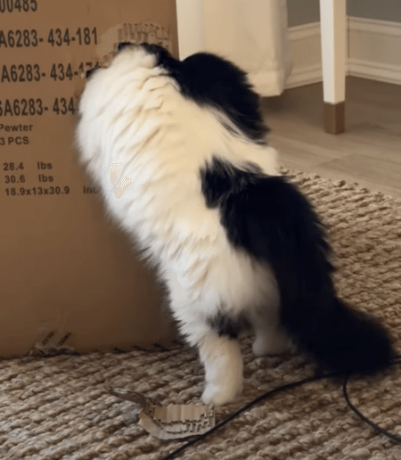 小さな穴を見つけたらついつい 猫さん、体浮いてるよ！