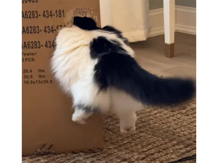 小さな穴を見つけたらついつい 猫さん、体浮いてるよ！