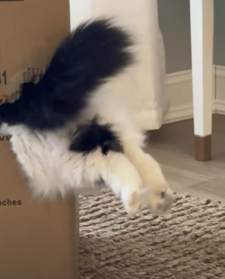 小さな穴を見つけたらついつい 猫さん、体浮いてるよ！