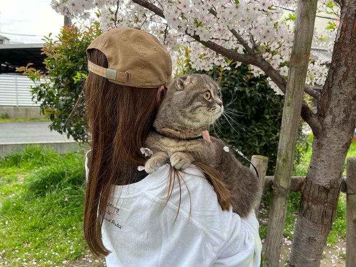 初めて外出した猫の銀時くん