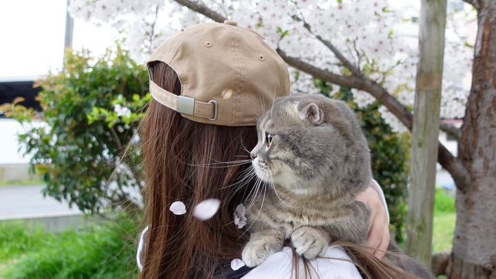 飼い主さんに抱っこされてお散歩する猫の銀時くん