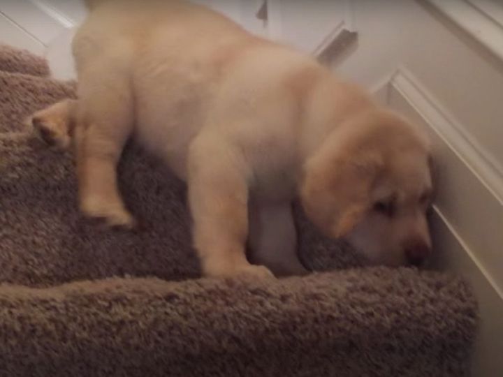 「7-week-old yellow Lab goes down stairs for the first time」のワンシーン（出典：Chris Credendino）
