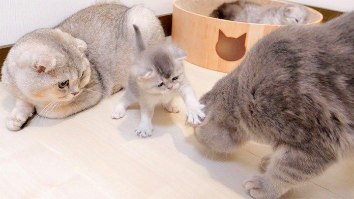 母猫をパンチする子猫