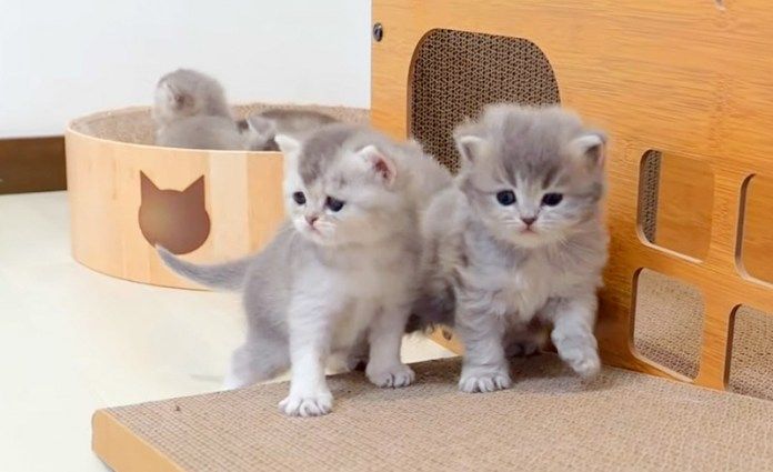 冒険する子猫達