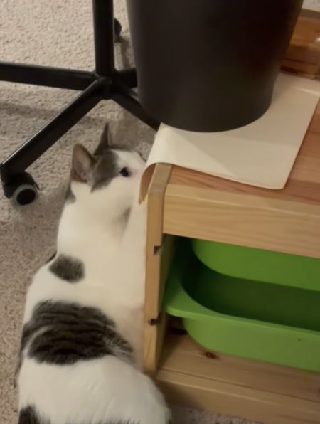 あ〜嫌な予感しかしないよ。猫がゴミ箱で遊んでいると