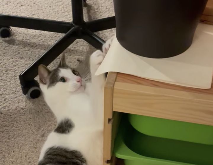 あ〜嫌な予感しかしないよ。猫がゴミ箱で遊んでいると