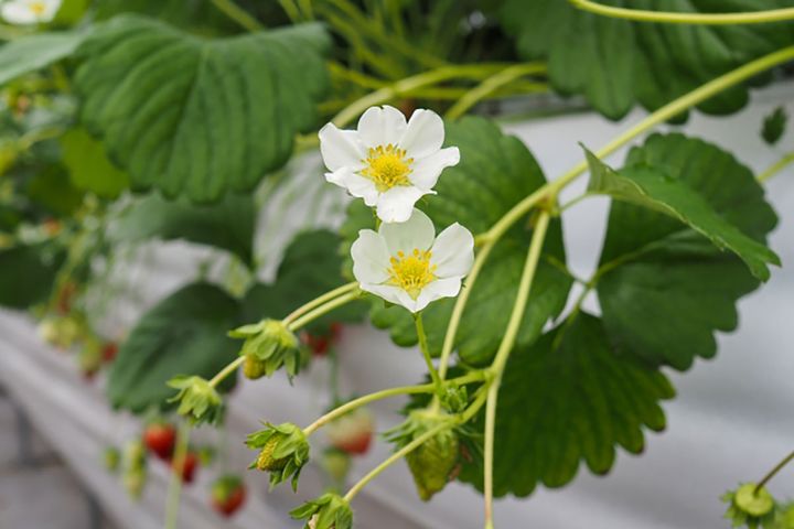▲可憐なイチゴの花。花が落ちて1カ月後くらいに実が熟します。