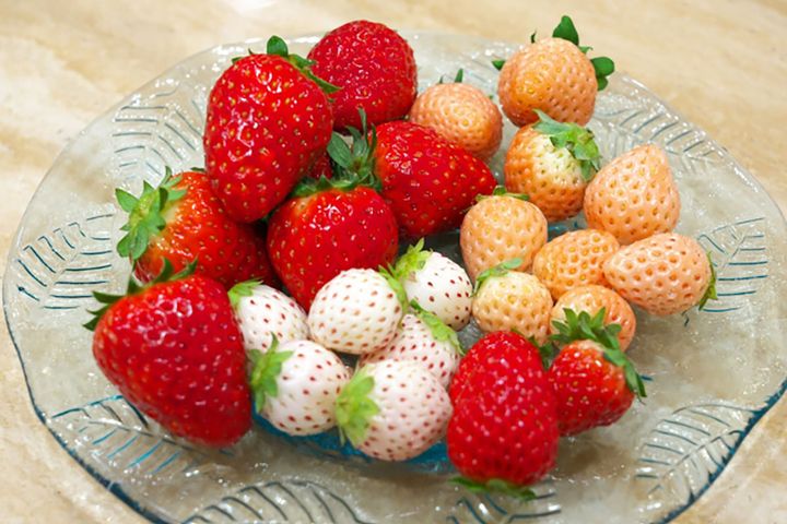 ▲白系イチゴをはじめ、近年のイチゴ界の品種の多様性は目覚ましい！