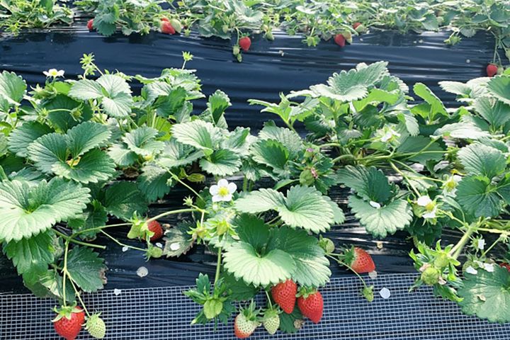 ▲イチゴが草の実であることを実感できるイチゴ狩り。出かけてみては？