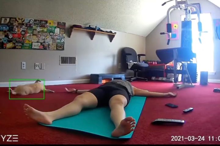 ヨガをする飼い主の横で寝転ぶ猫、休憩中の姿勢を完コピ