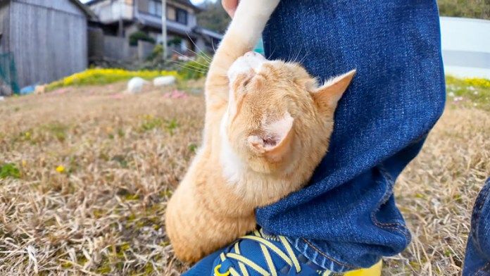 足にしがみつく猫