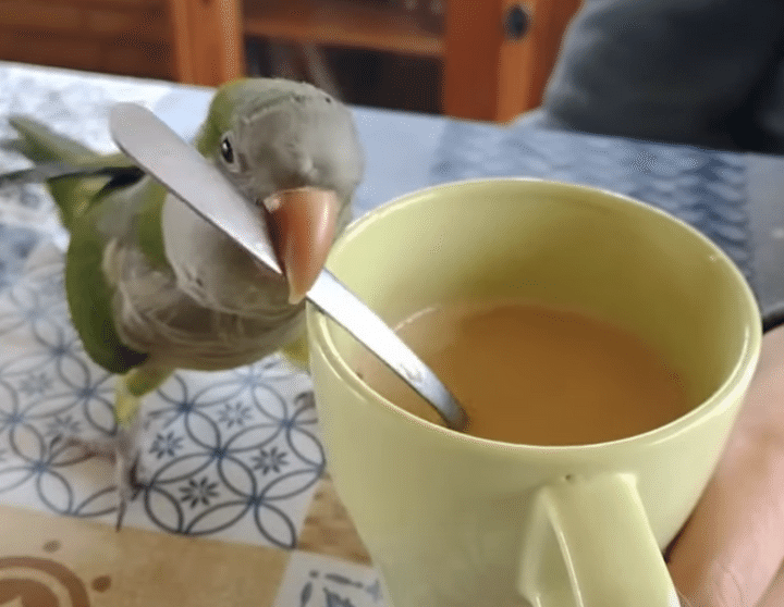 コーヒー混ぜるの手伝う！ スプーンの使い方が激しすぎる鳥さん。