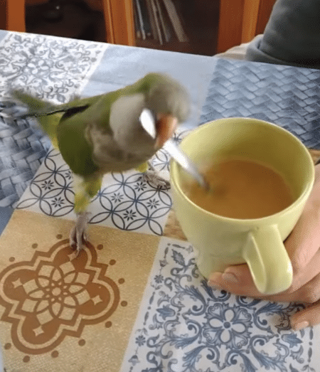 コーヒー混ぜるの手伝う！ スプーンの使い方が激しすぎる鳥さん。