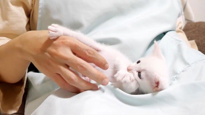 膝の上で遊ぶ子猫