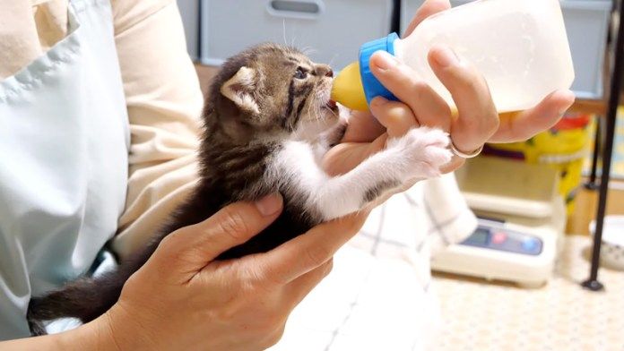 膝の上でミルクを飲む子猫