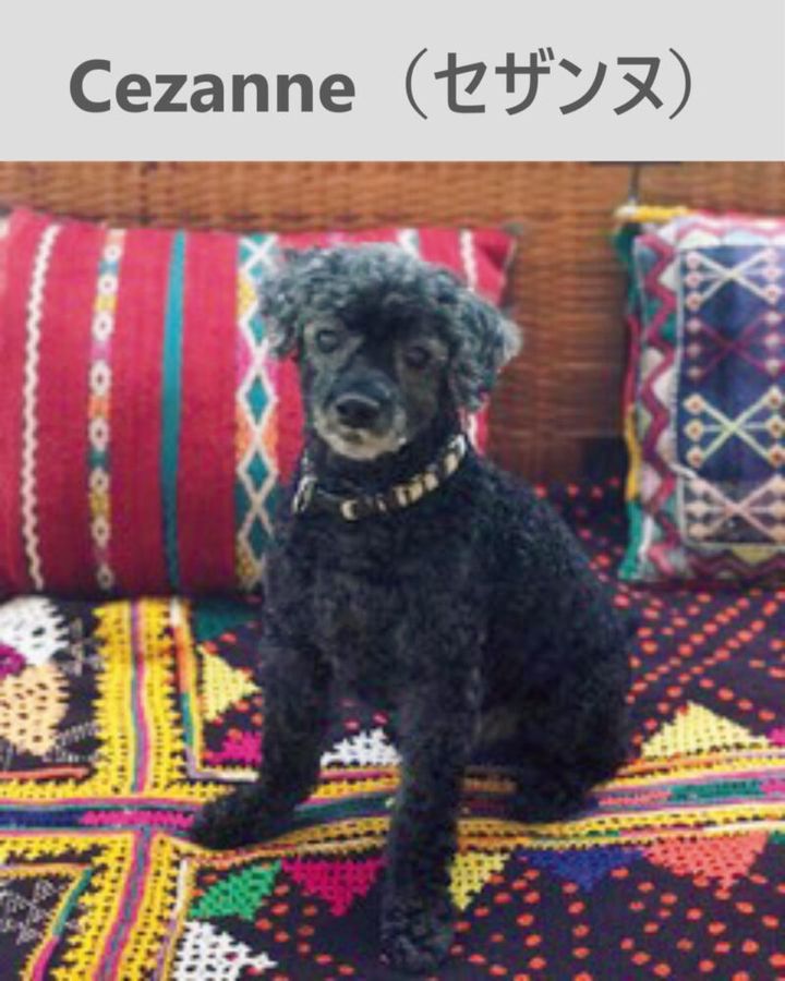 ハウス オブ ロータス 桐島かれん ペット セザンヌ