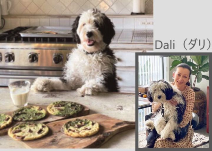 ハウス オブ ロータス 桐島かれん ペット ダリ