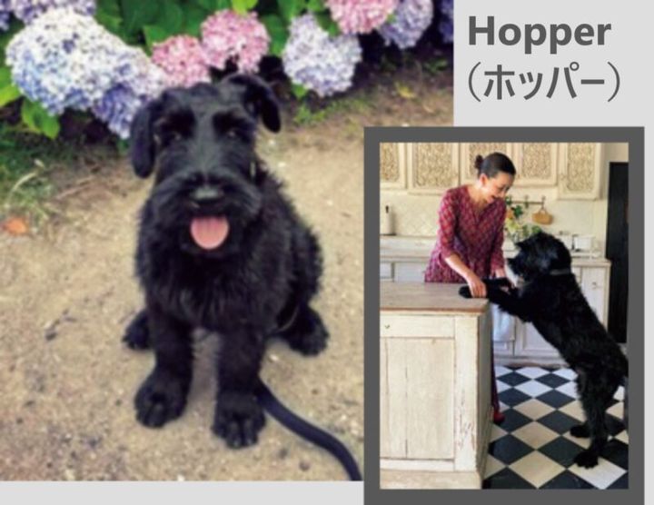 ハウス オブ ロータス 桐島かれん ペット 犬 ホッパー