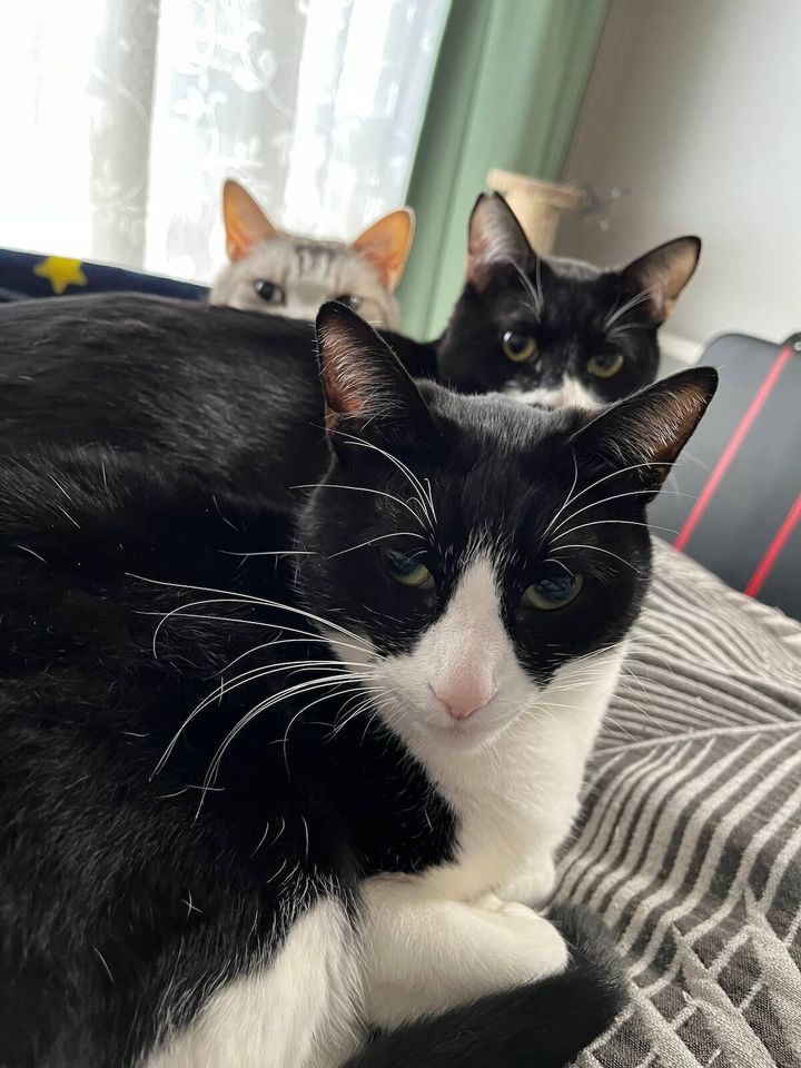 くろまめ&とうふ&もやし&ゆば@猫姉弟さんの飼い猫