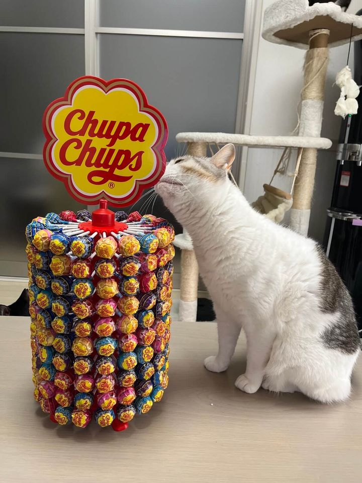 チュッパチャプスタワーの横に座る猫