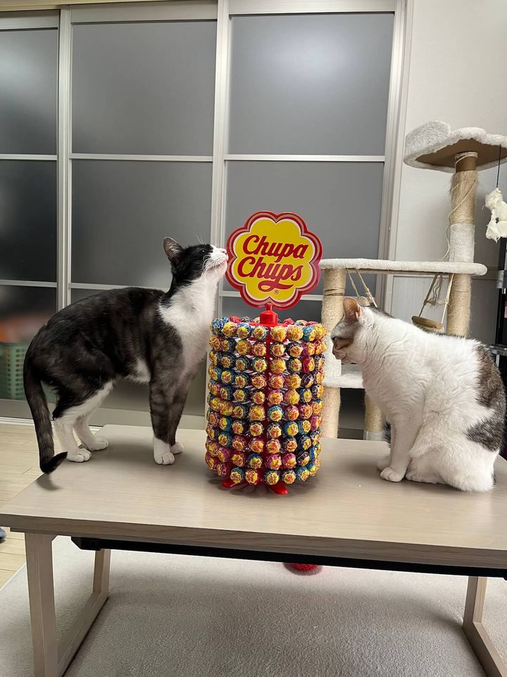 チュッパチャプスタワーの匂いを嗅ぐ猫たち