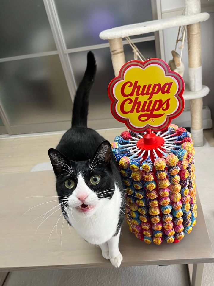 猫と同じくらいの大きさをしたチュッパチャプスタワー