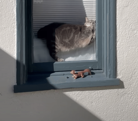 なにがなんでも窓辺で寝たい猫さん、意地でもここで寝るっ！