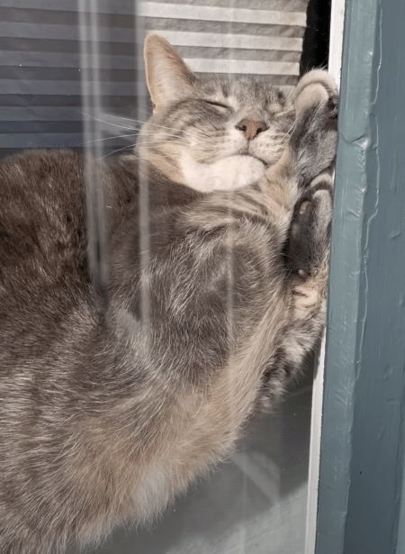 なにがなんでも窓辺で寝たい猫さん、意地でもここで寝るっ！