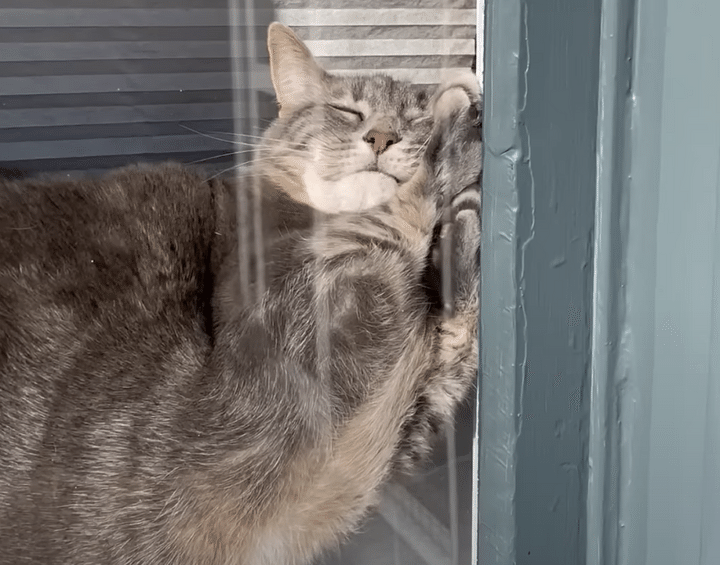 なにがなんでも窓辺で寝たい猫さん、意地でもここで寝るっ！