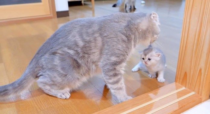 子猫を心配する母猫