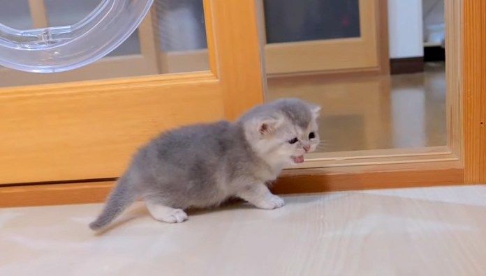 部屋の中を冒険する子猫