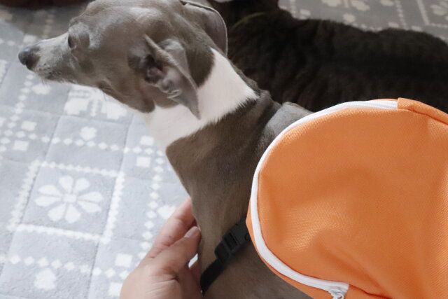 100均セリアのペットグッズリュック