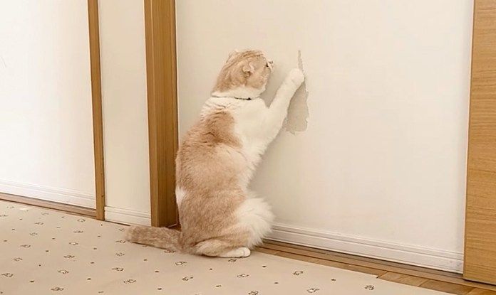 悪いことをする猫