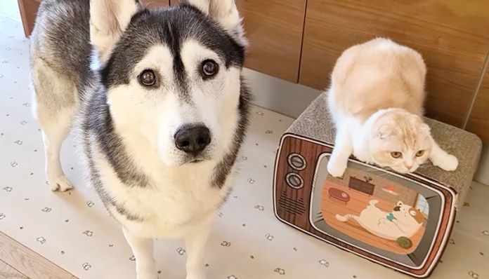 仕返しに来た猫