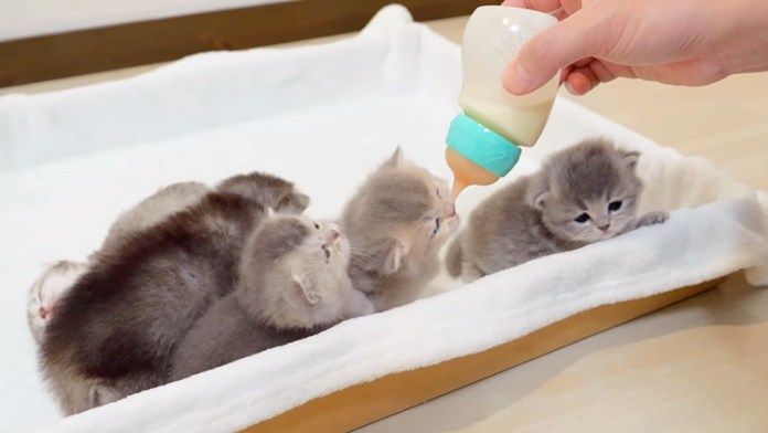 ミルクを飲む子猫